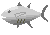 Raw Tuna